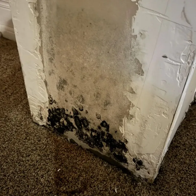 Professional Mold Removal in Rancho Tehama Reserve, CA